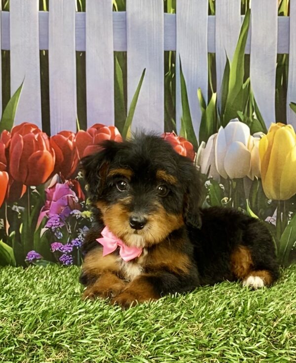 Photo of Ms. Tesla the Mini-Bernedoodle puppy
