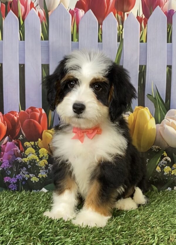 Ms. Tina the  Mini-Bernedoodle puppy