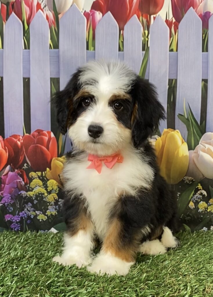Photo of Ms. Tina the Mini-Bernedoodle puppy
