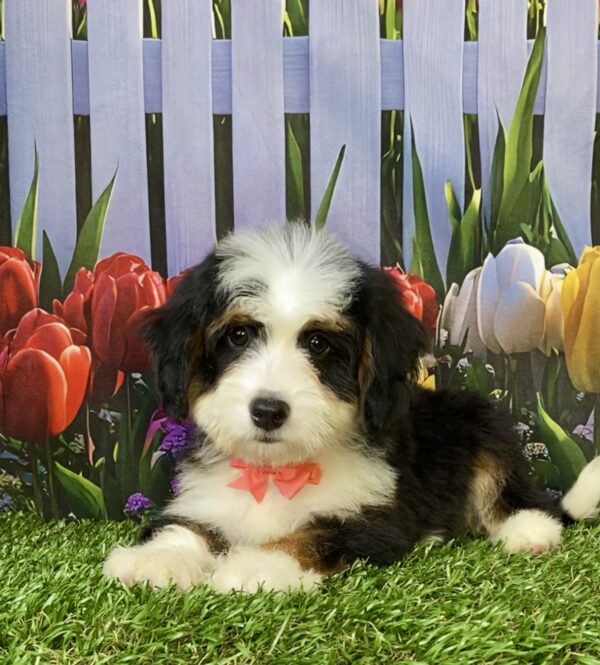 Photo of Ms. Tina the Mini-Bernedoodle puppy