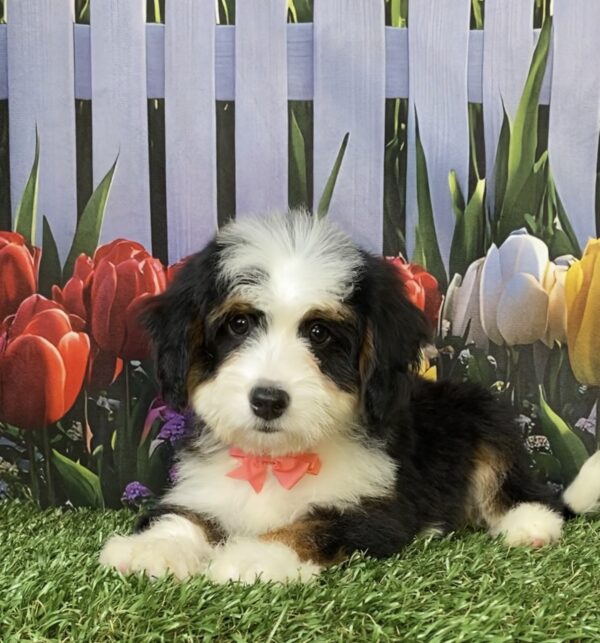 Photo of Ms. Tina the Mini-Bernedoodle puppy