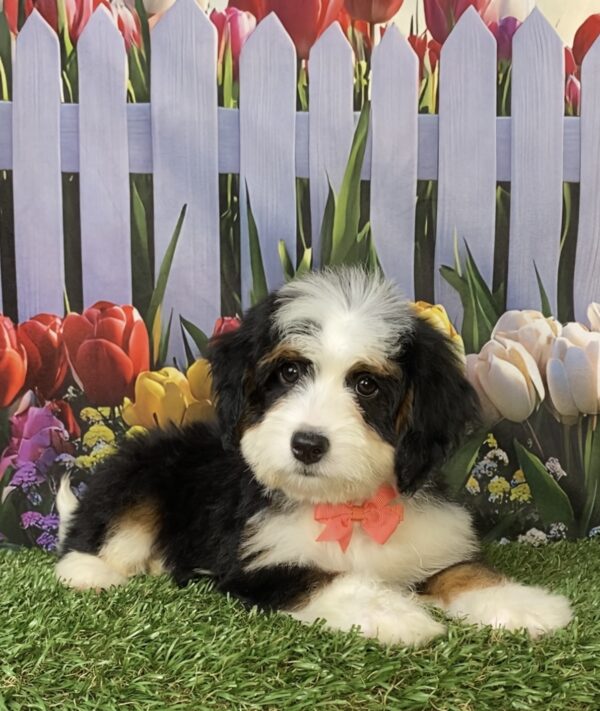 Photo of Ms. Tina the Mini-Bernedoodle puppy