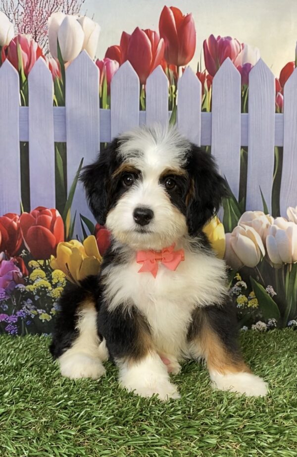 Photo of Ms. Tina the Mini-Bernedoodle puppy