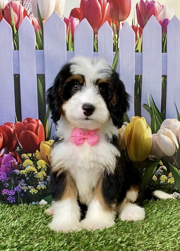 Photo of Ms. Twila the Mini-Bernedoodle puppy