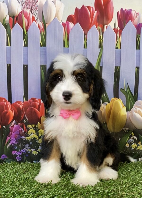 Photo of Ms. Twila the Mini-Bernedoodle puppy