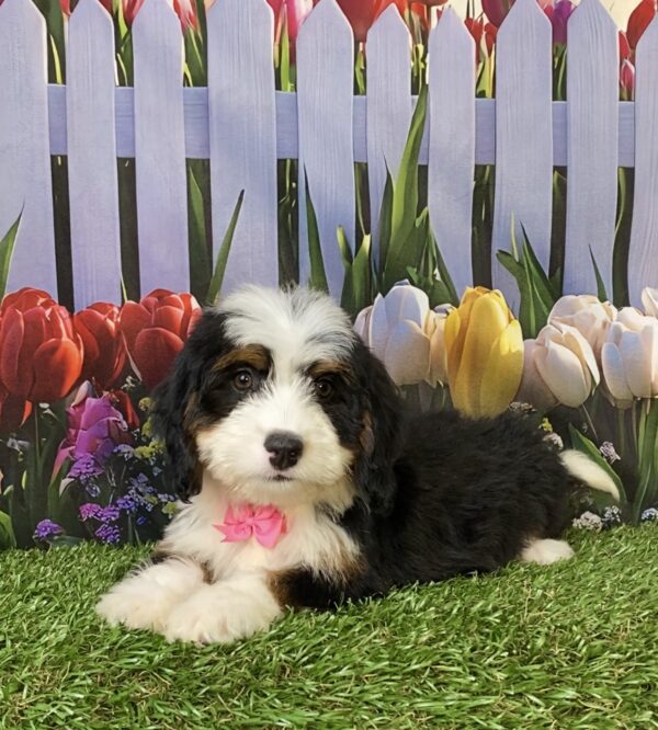 Photo of Ms. Twila the Mini-Bernedoodle puppy