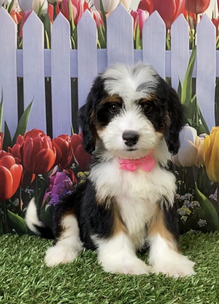 Photo of Ms. Twila the Mini-Bernedoodle puppy