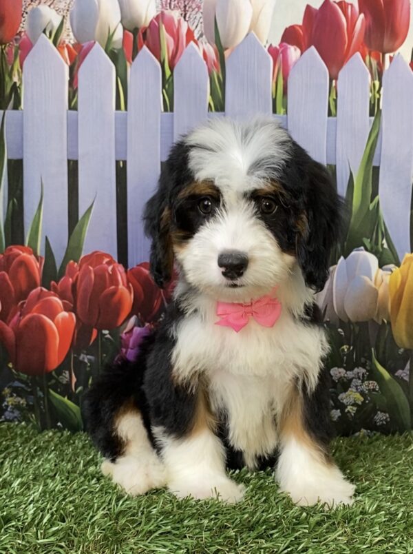 Photo of Ms. Twila the Mini-Bernedoodle puppy