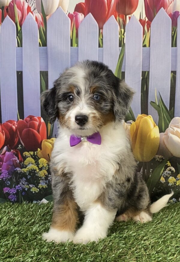Ms. Velvet the F1B Micro Mini-Bernedoodle puppy