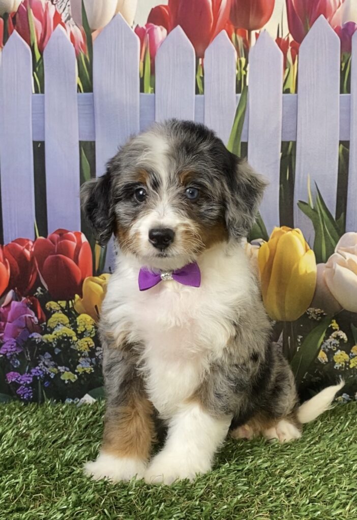Photo of Ms. Velvet the F1B Micro Mini-Bernedoodle puppy