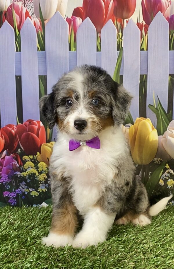 Photo of Ms. Velvet the F1B Micro Mini-Bernedoodle puppy