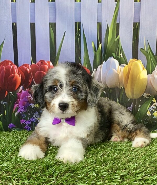 Photo of Ms. Velvet the F1B Micro Mini-Bernedoodle puppy