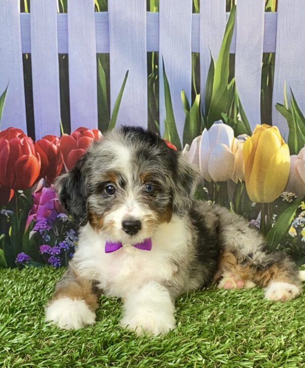 Photo of Ms. Velvet the F1B Micro Mini-Bernedoodle puppy