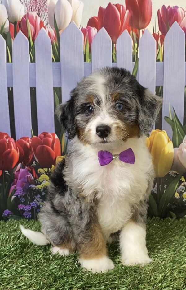 Photo of Ms. Velvet the F1B Micro Mini-Bernedoodle puppy