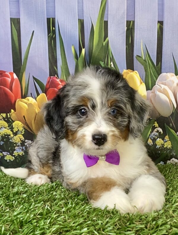 Photo of Ms. Velvet the F1B Micro Mini-Bernedoodle puppy