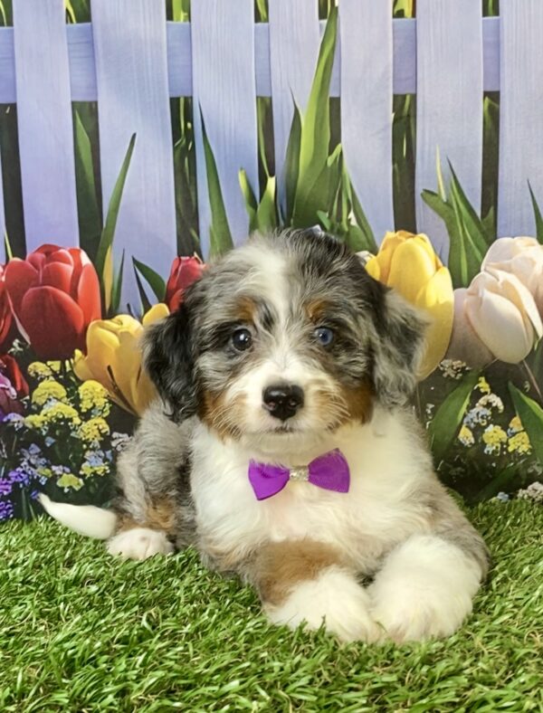 Photo of Ms. Velvet the F1B Micro Mini-Bernedoodle puppy