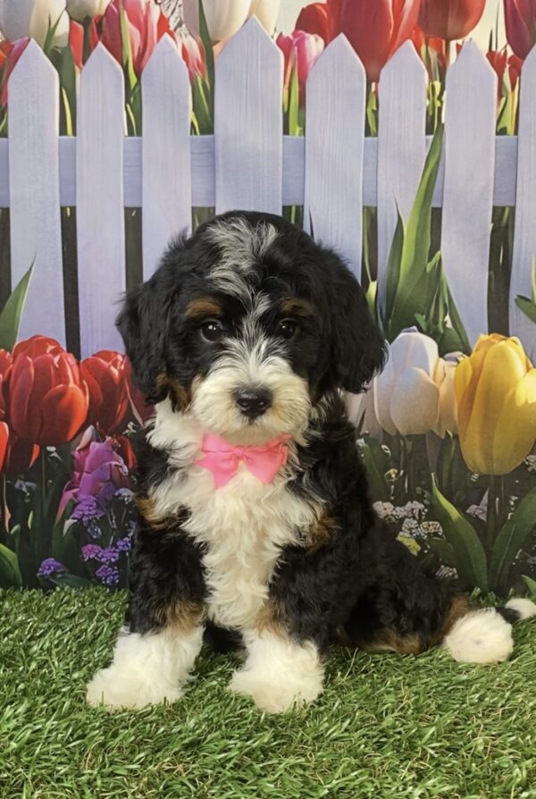 Photo of Ms. Vera the F1B Micro Mini-Bernedoodle puppy