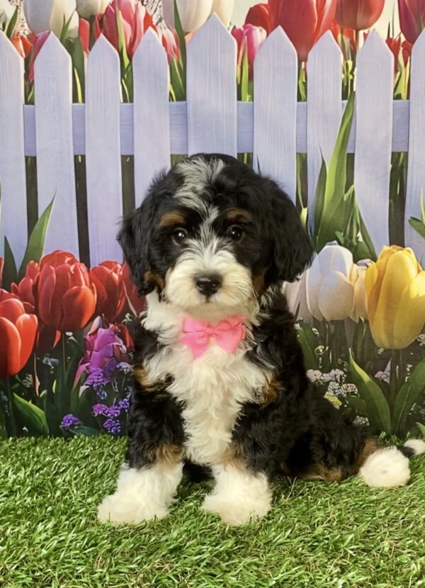 Photo of Ms. Vera the F1B Micro Mini-Bernedoodle puppy