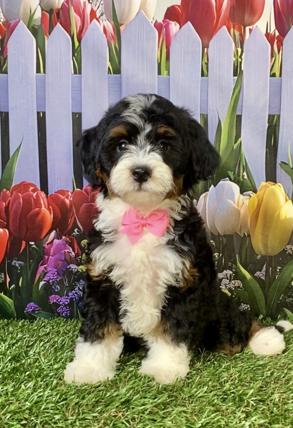 Photo of Ms. Vera the F1B Micro Mini-Bernedoodle puppy