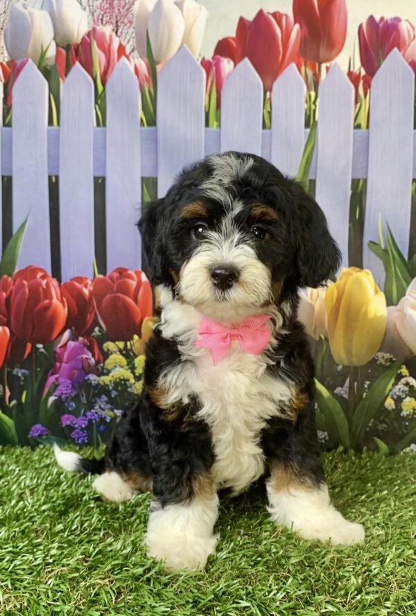 Ms. Vera the F1B Micro Mini-Bernedoodle puppy