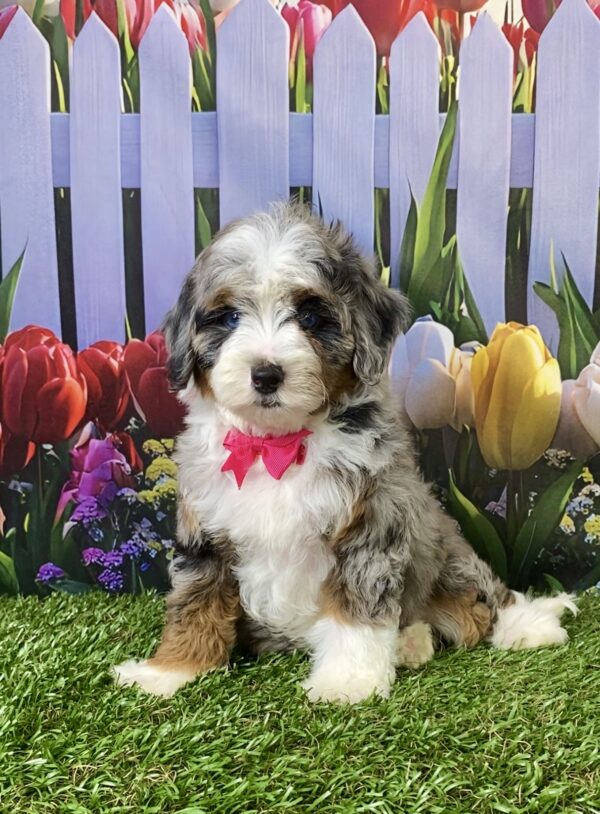Photo of Ms. Victoria the F1B Micro Mini-Bernedoodle puppy