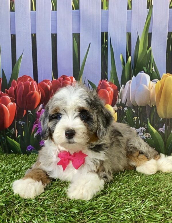 Photo of Ms. Victoria the F1B Micro Mini-Bernedoodle puppy