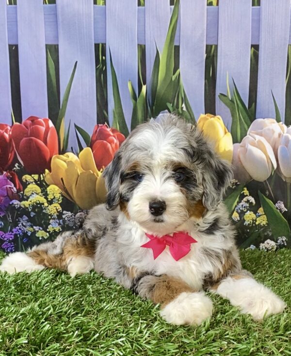 Photo of Ms. Victoria the F1B Micro Mini-Bernedoodle puppy