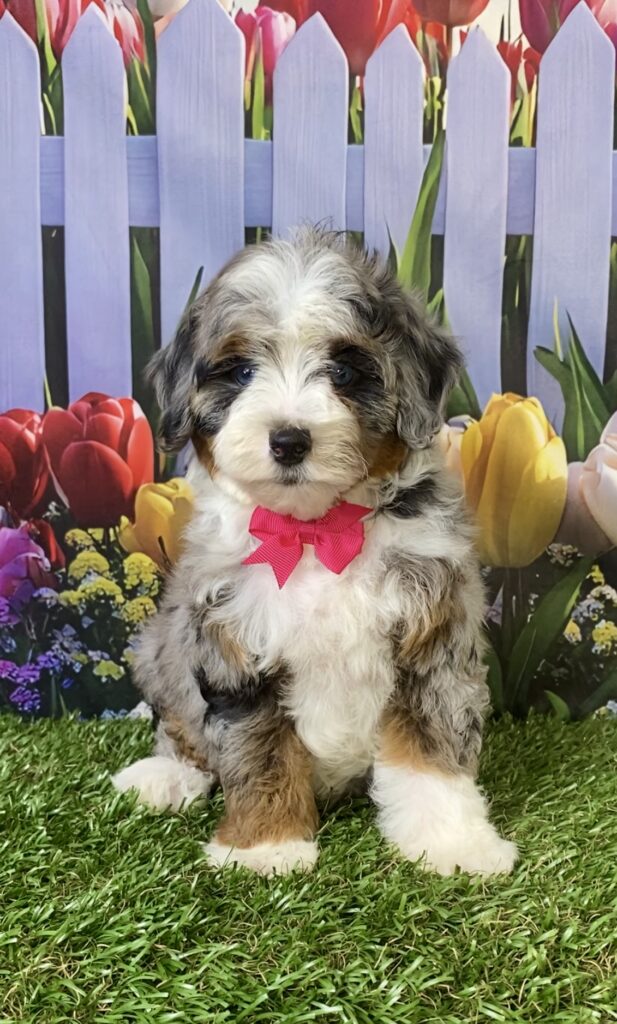 Photo of Ms. Victoria the F1B Micro Mini-Bernedoodle puppy