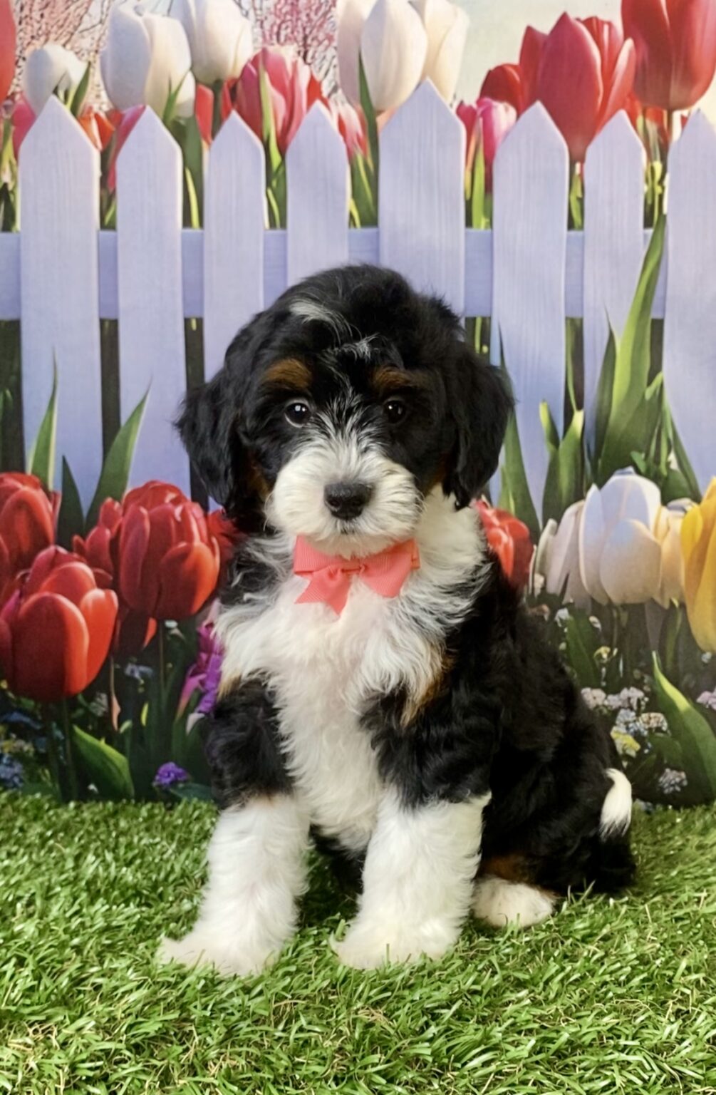Photo of Ms. Violet the F1B Micro Mini-Bernedoodle puppy