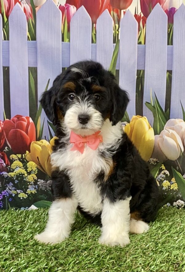 Photo of Ms. Violet the F1B Micro Mini-Bernedoodle puppy
