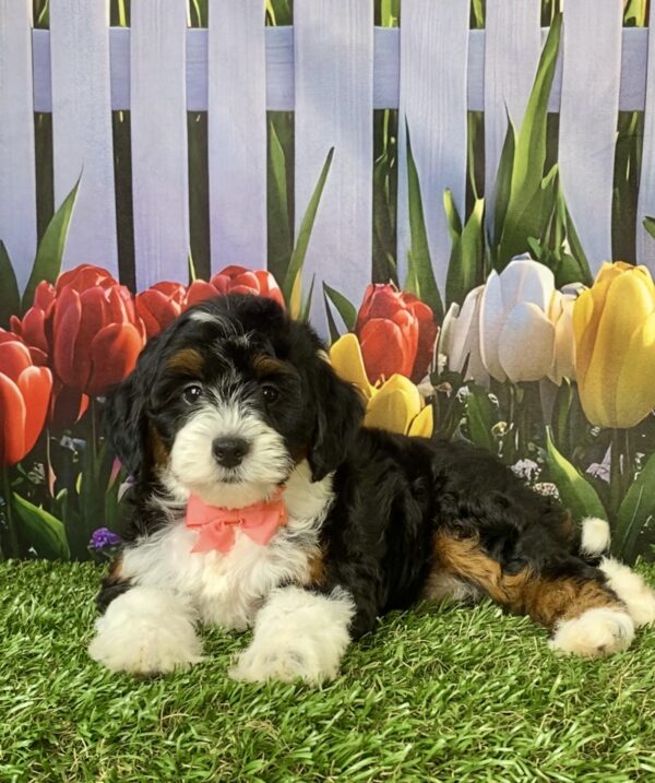 Photo of Ms. Violet the F1B Micro Mini-Bernedoodle puppy
