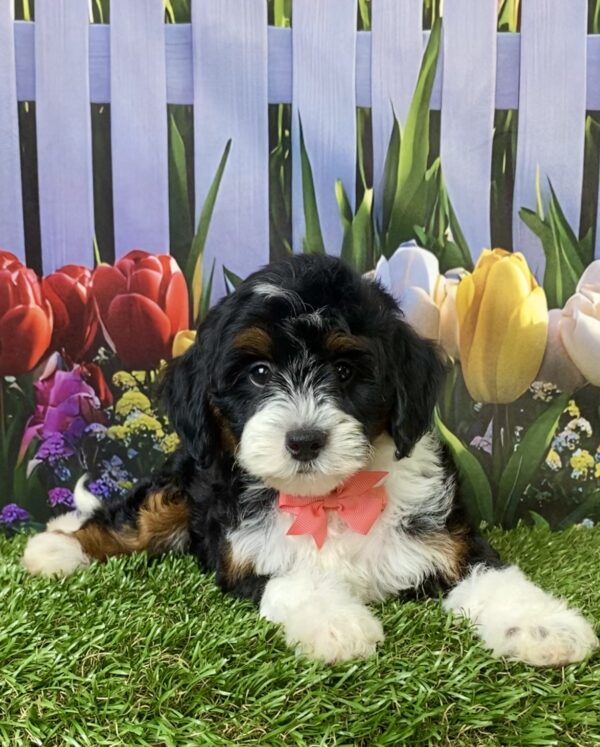 Photo of Ms. Violet the F1B Micro Mini-Bernedoodle puppy