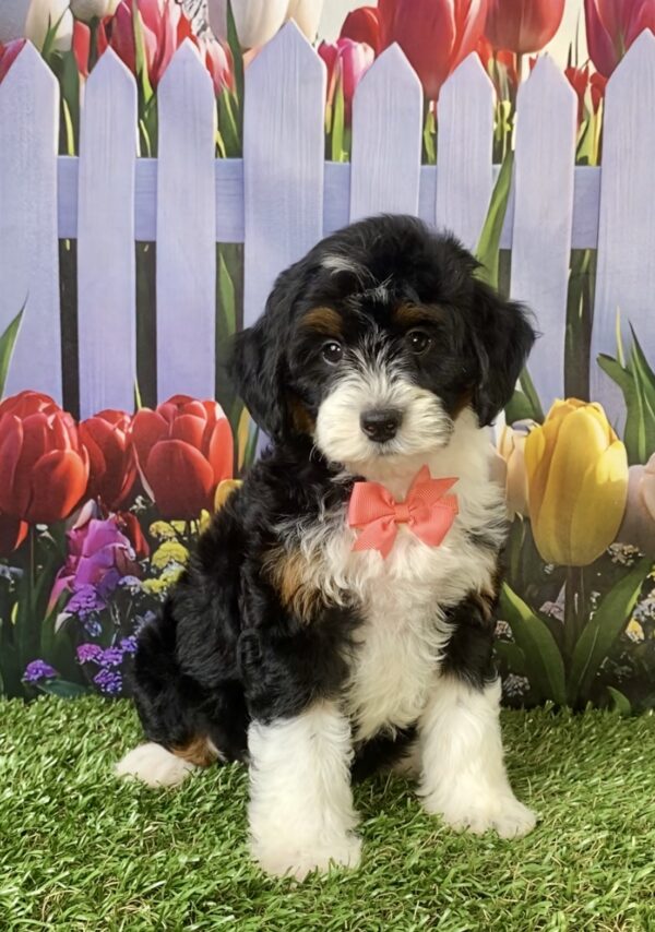 Photo of Ms. Violet the F1B Micro Mini-Bernedoodle puppy