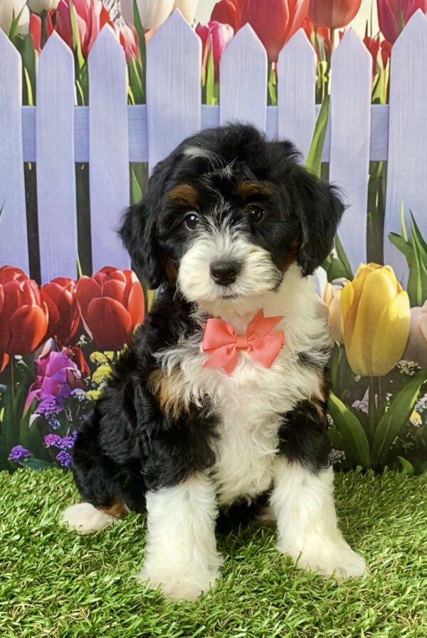 Photo of Ms. Violet the F1B Micro Mini-Bernedoodle puppy