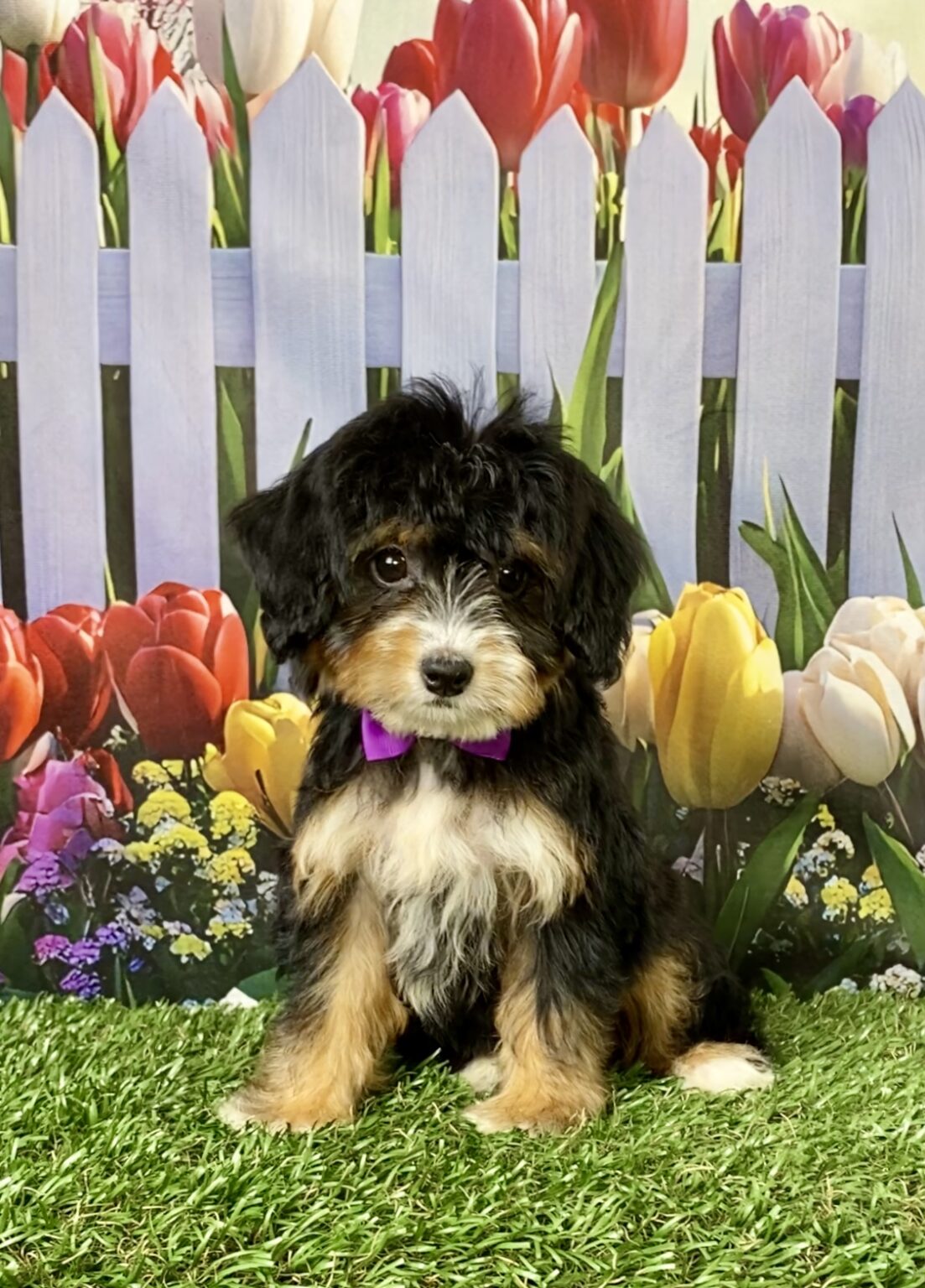 Photo of Ms. Waffles the Mini-Bernedoodle puppy