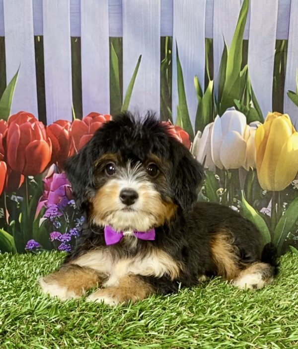 Photo of Ms. Waffles the Mini-Bernedoodle puppy