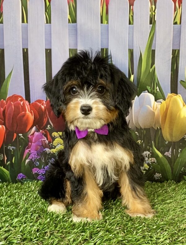 Photo of Ms. Waffles the Mini-Bernedoodle puppy