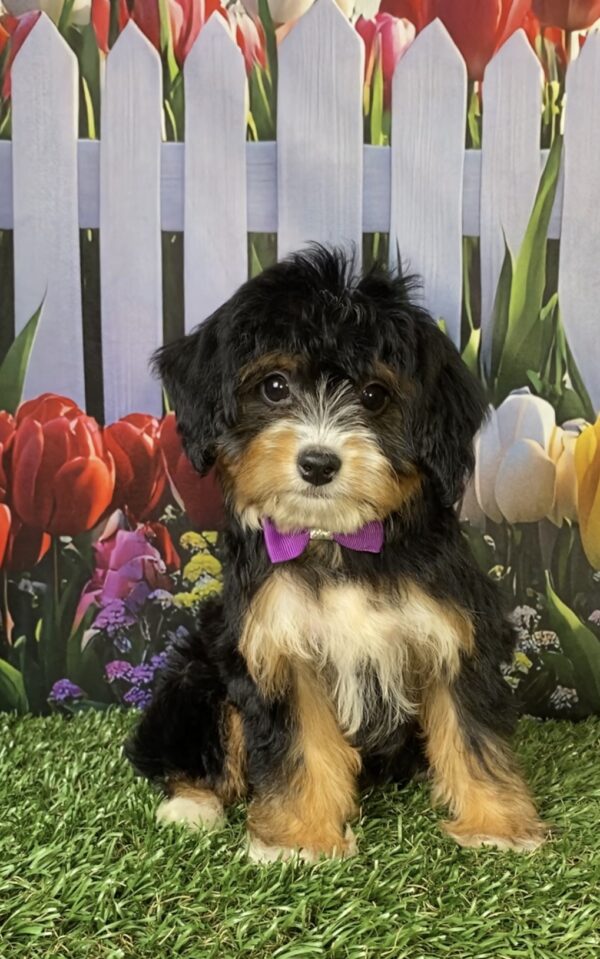Photo of Ms. Waffles the Mini-Bernedoodle puppy