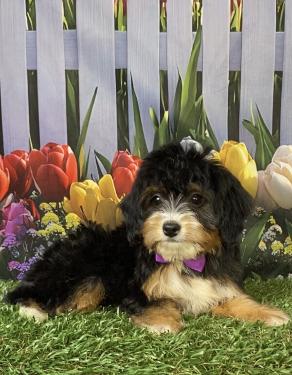 Photo of Ms. Waffles the Mini-Bernedoodle puppy