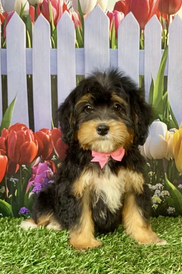 Ms. Wanda the  Mini-Bernedoodle puppy
