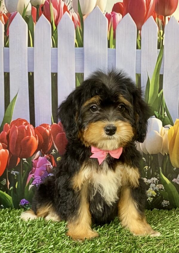 Photo of Ms. Wanda the Mini-Bernedoodle puppy