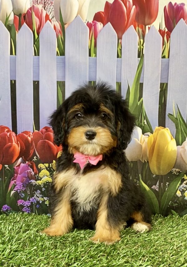 Photo of Ms. Wanda the Mini-Bernedoodle puppy