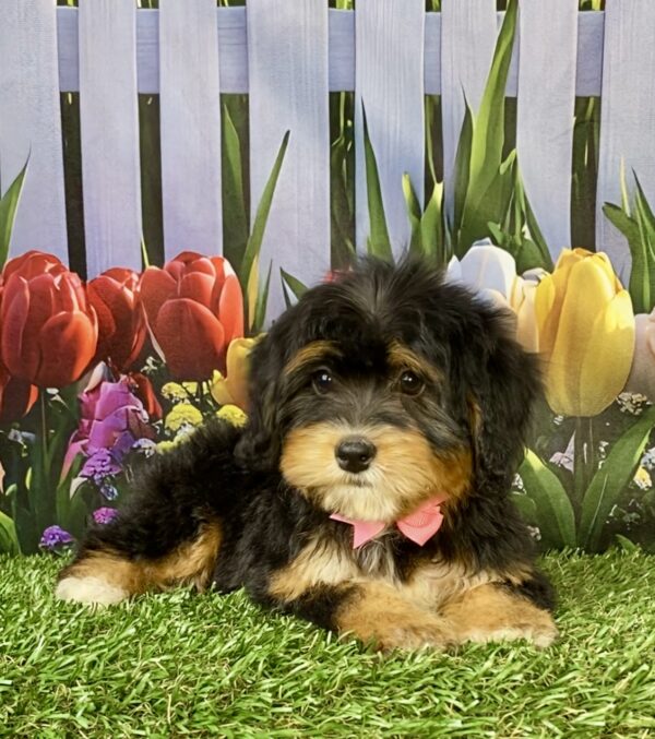 Photo of Ms. Wanda the Mini-Bernedoodle puppy