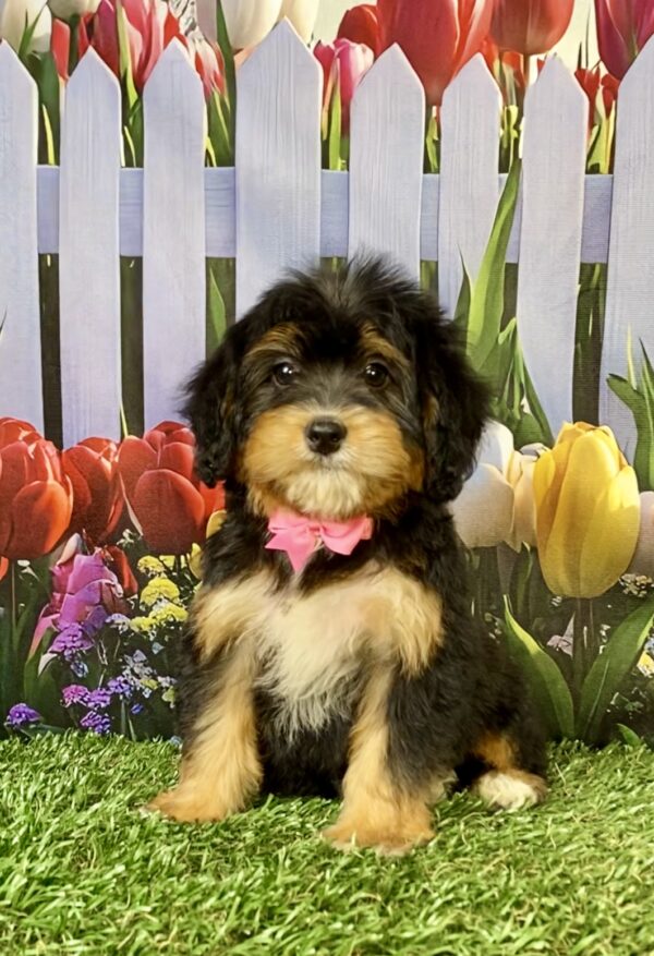 Photo of Ms. Wanda the Mini-Bernedoodle puppy