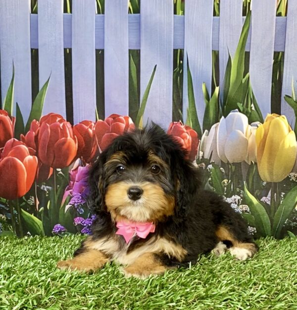 Photo of Ms. Wanda the Mini-Bernedoodle puppy