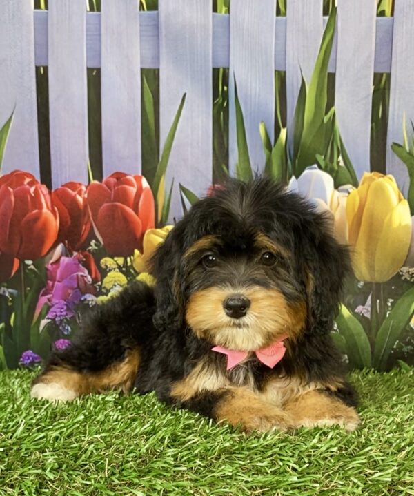 Photo of Ms. Wanda the Mini-Bernedoodle puppy