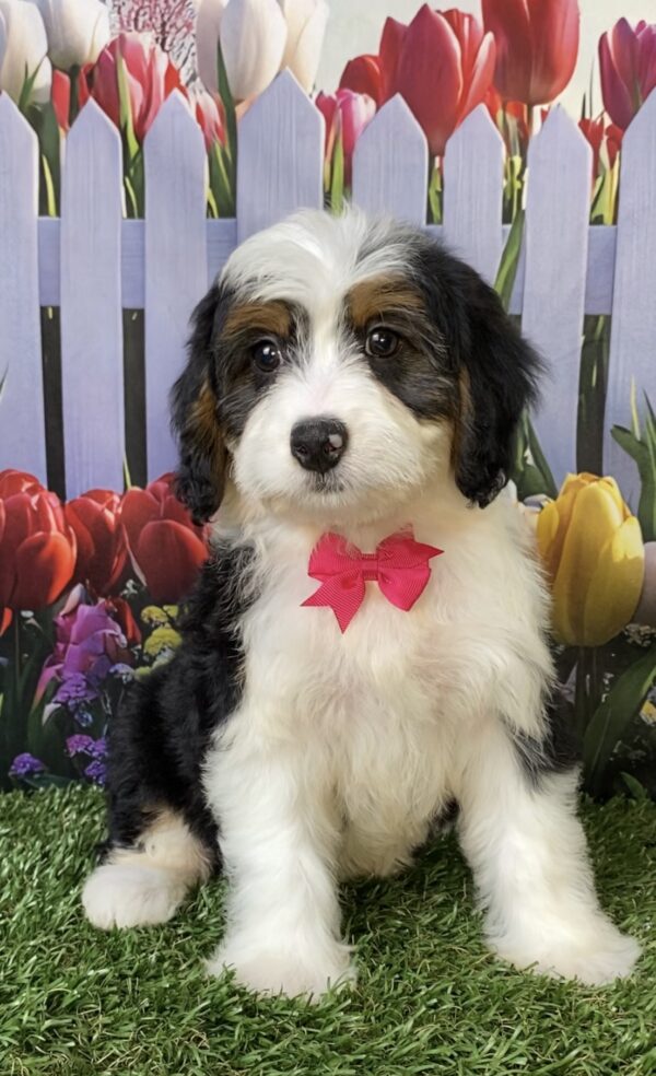 Ms. Wendy the  Mini-Bernedoodle puppy