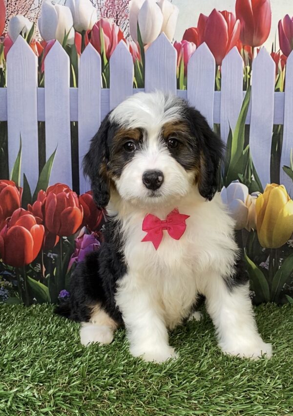 Photo of Ms. Wendy the Mini-Bernedoodle puppy