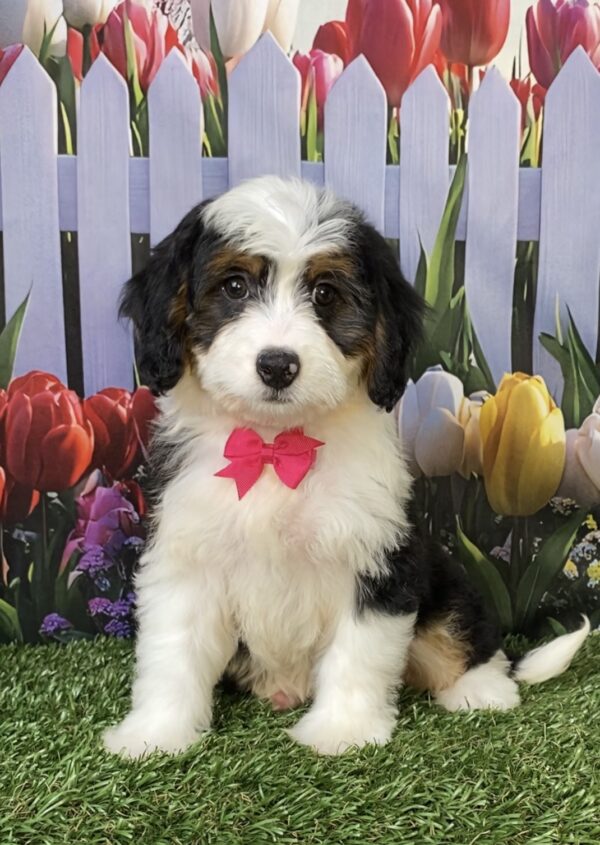 Photo of Ms. Wendy the Mini-Bernedoodle puppy