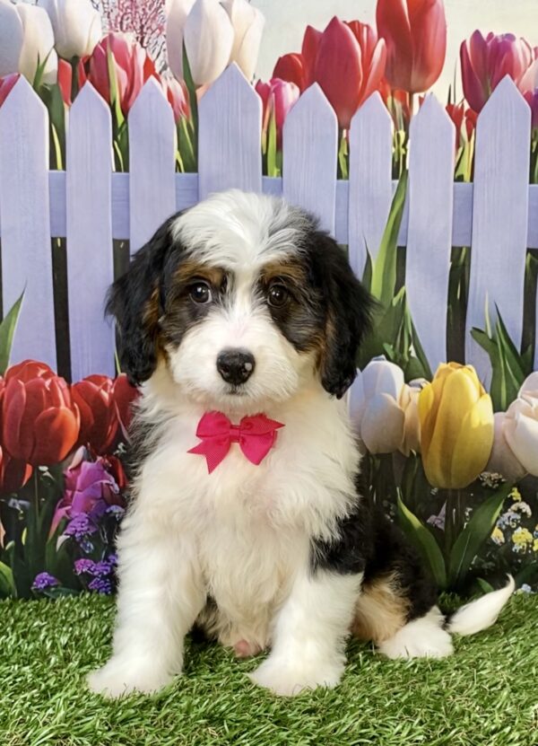 Photo of Ms. Wendy the Mini-Bernedoodle puppy